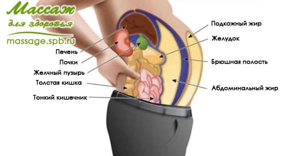 жир в организме