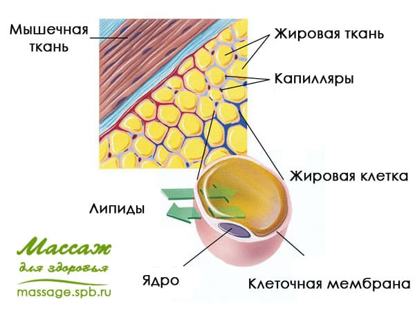 структура жировой ткани