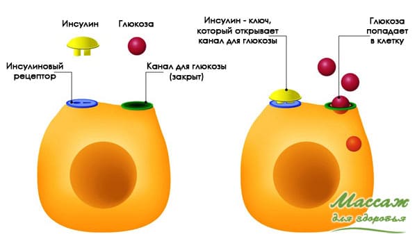 индекс массы тела