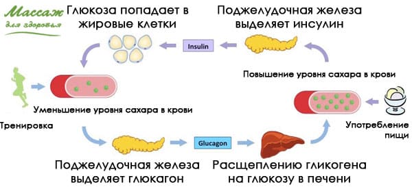 индекс массы тела