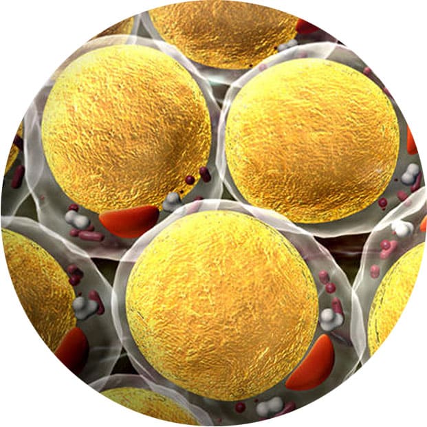 откуда берется жир