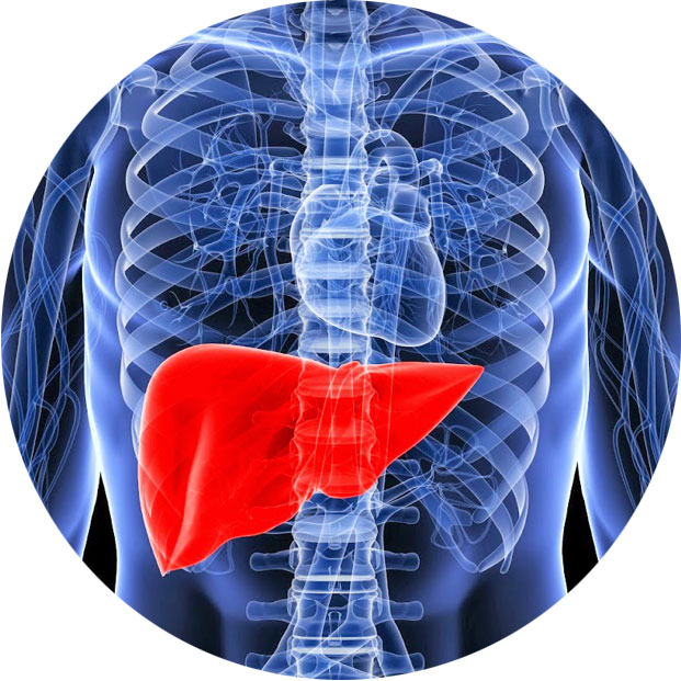 массаж и печень